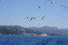 2012-07-10_Lopud (27).jpg>